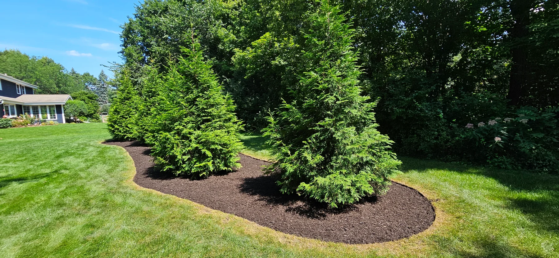 Finished evergreen planting and mulch bed on a Waukesha County property
