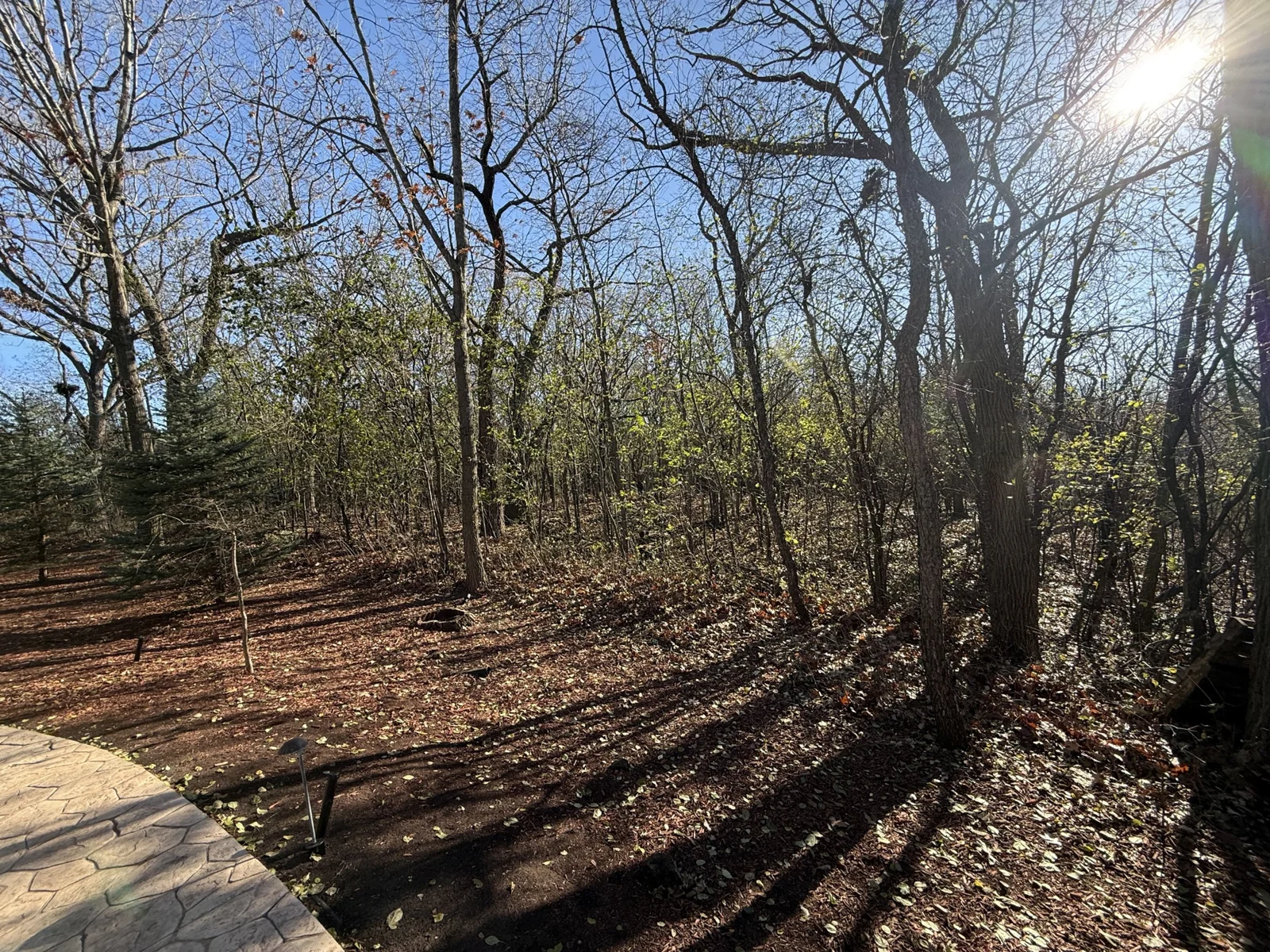 Autumn leaves on the ground beneath trees beside a paved path