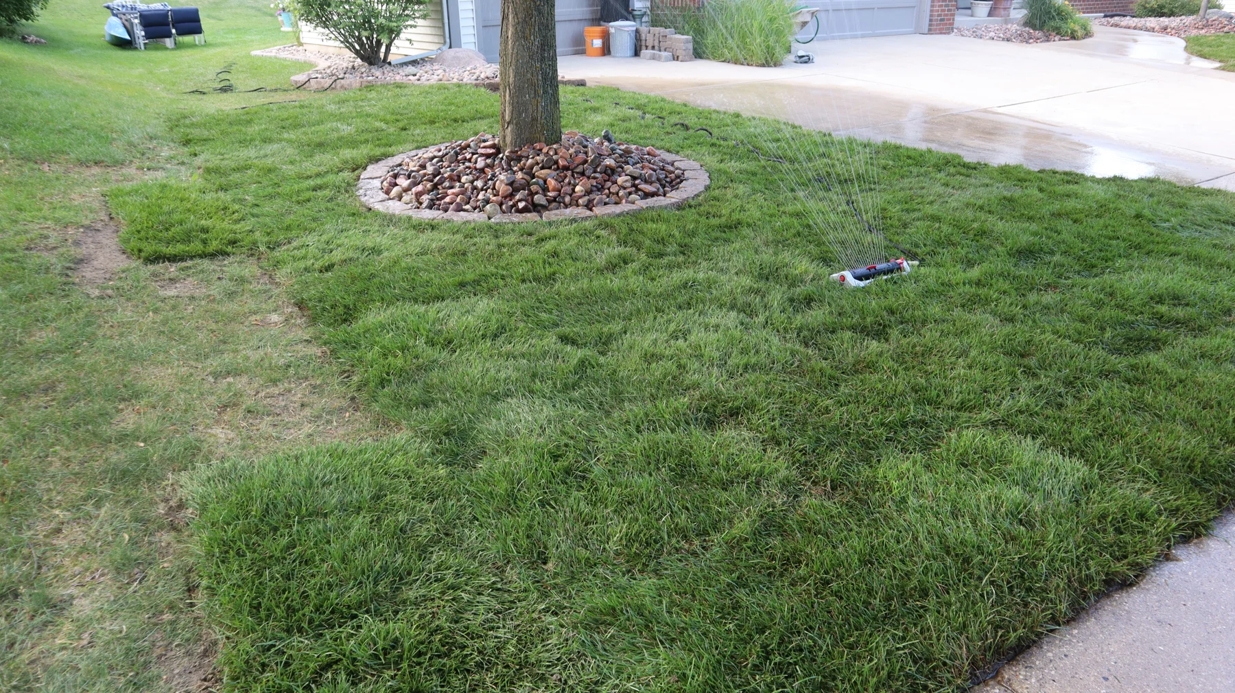 Fresh sod being watered around a tree with a rock border